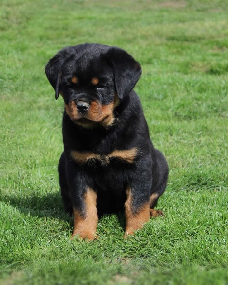 Aries, a Bastion House Rottweiler puppy