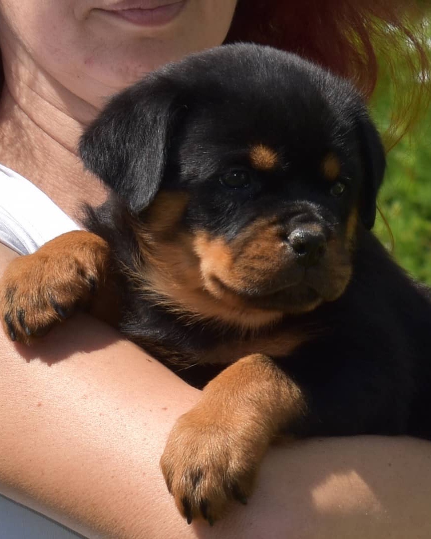 Aries, a Bastion House Rottweiler puppy