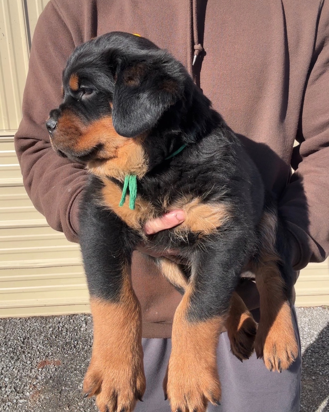 Maggie, a Bastion House Rottweiler puppy