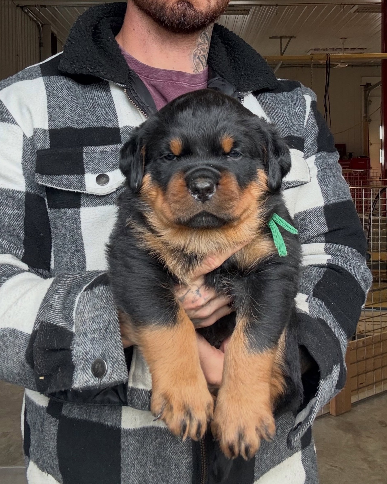 Maggie, a Bastion House Rottweiler puppy