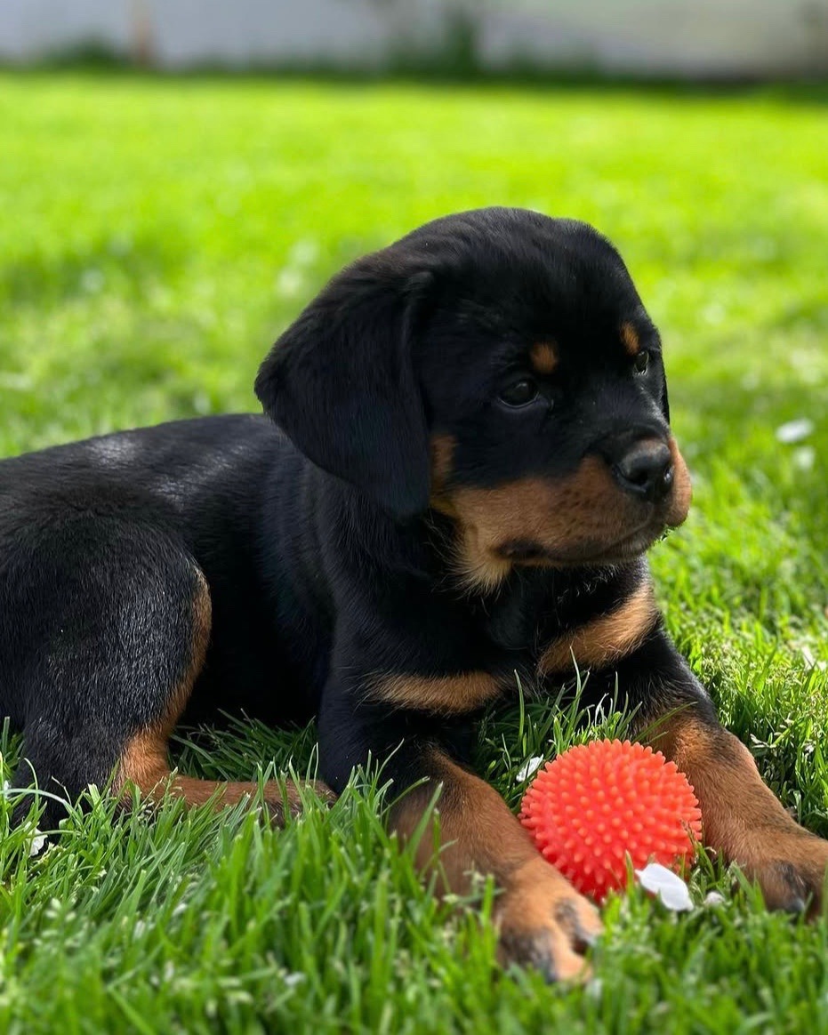 Liv, a Bastion House Rottweiler puppy