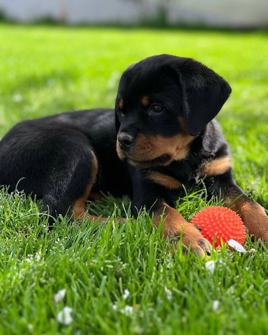 Liv, a Bastion House Rottweiler puppy