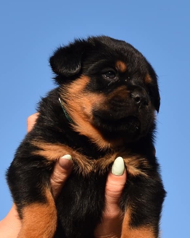 Brutus, a Bastion House Rottweiler puppy
