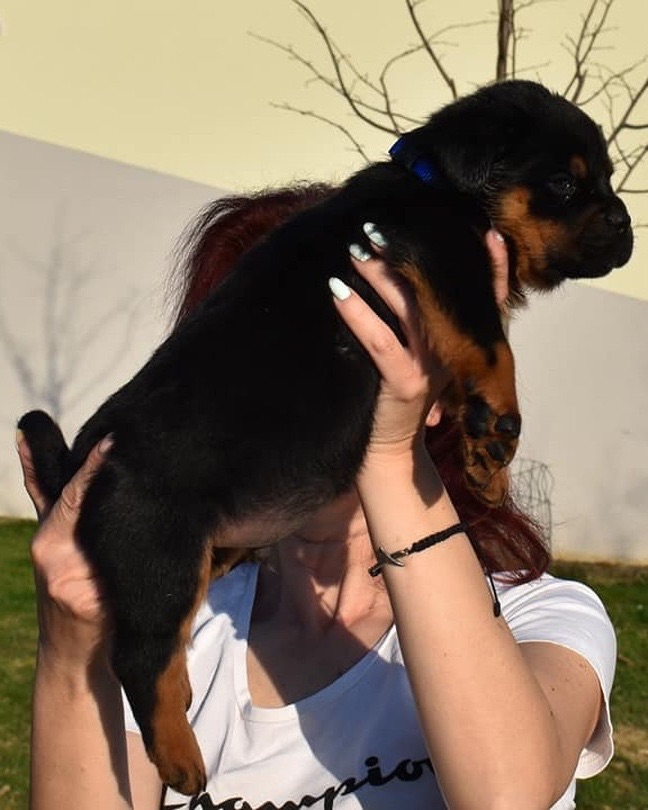 Brutus, a Bastion House Rottweiler puppy