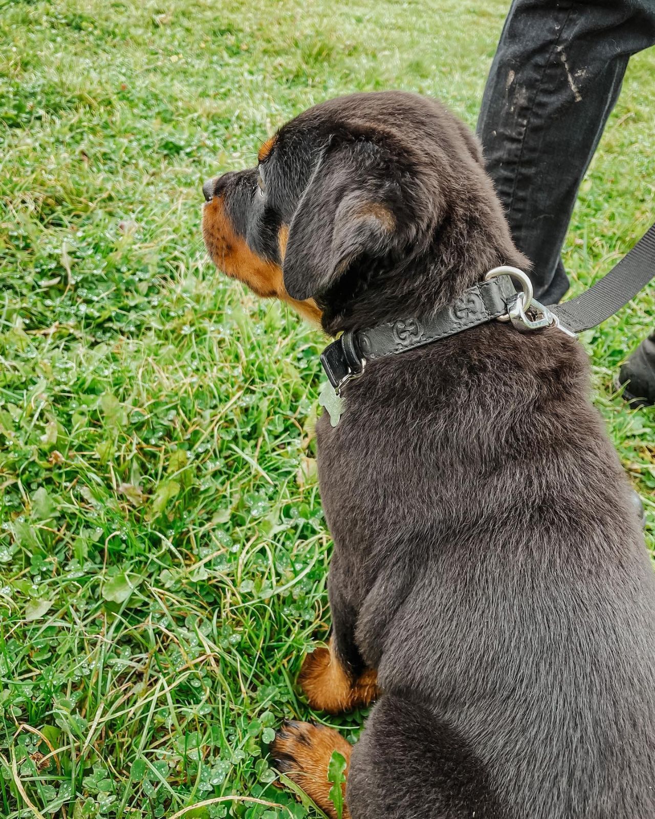 Zach, a Bastion House Rottweiler puppy
