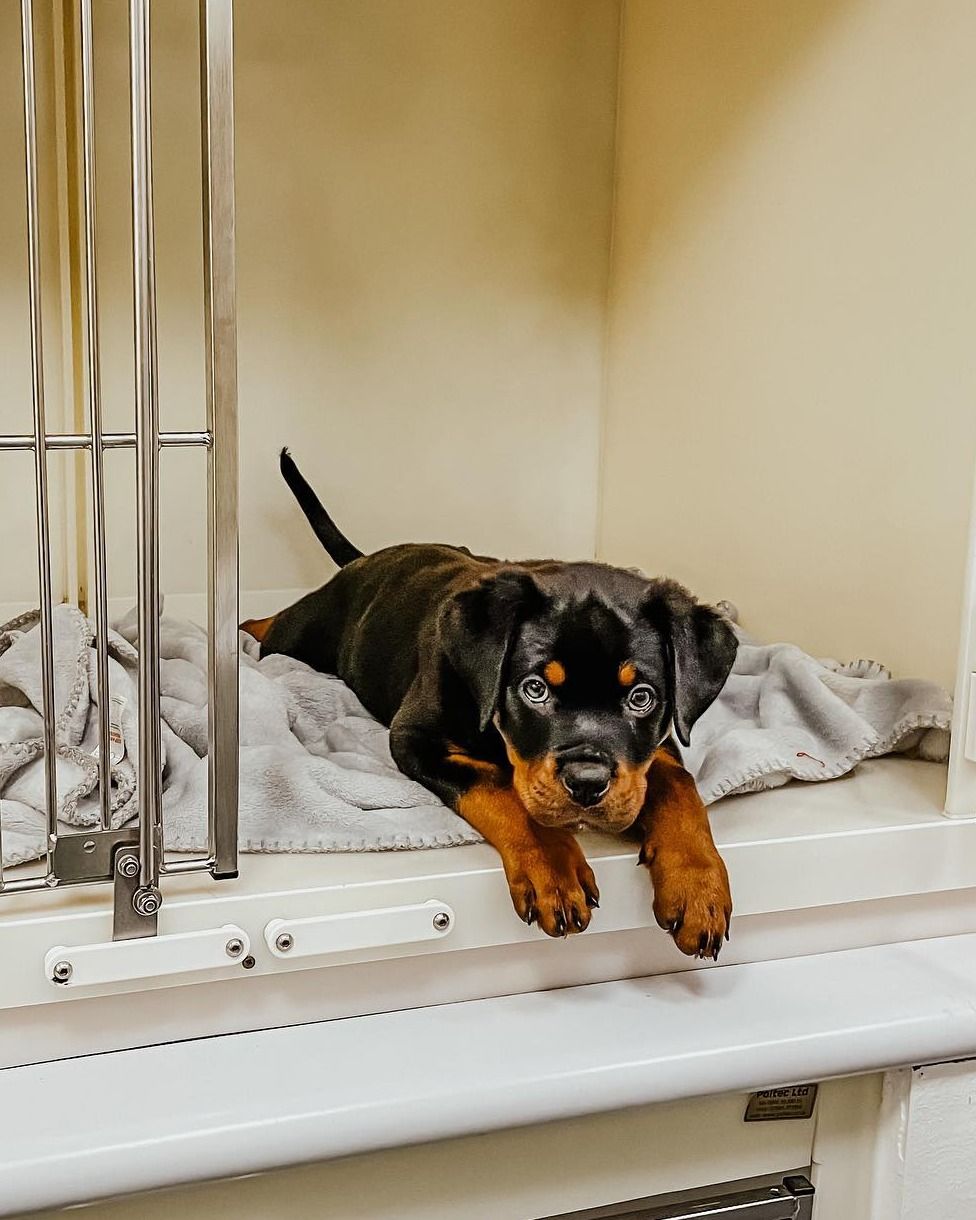Zach, a Bastion House Rottweiler puppy