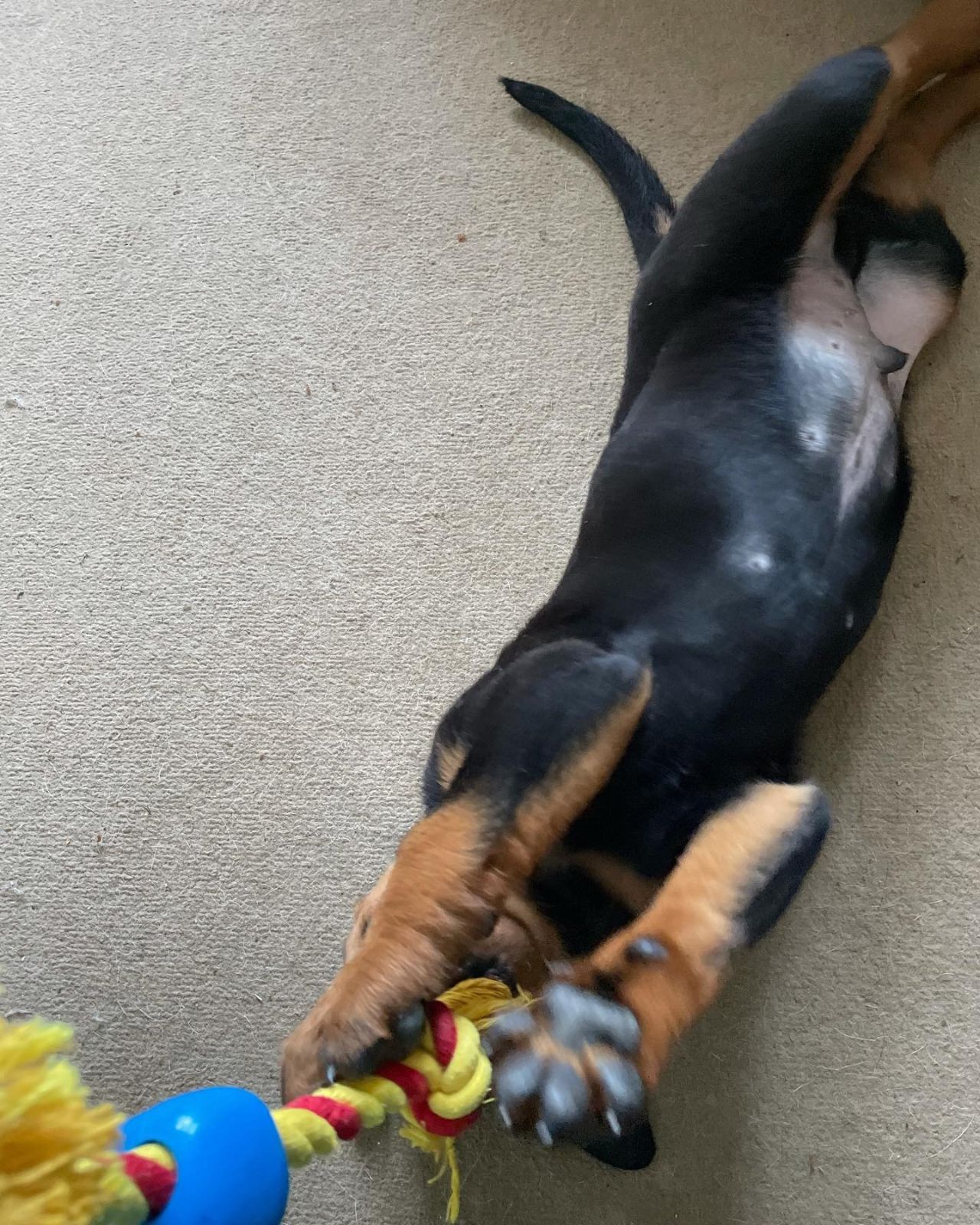 Zoe, a Bastion House Rottweiler puppy