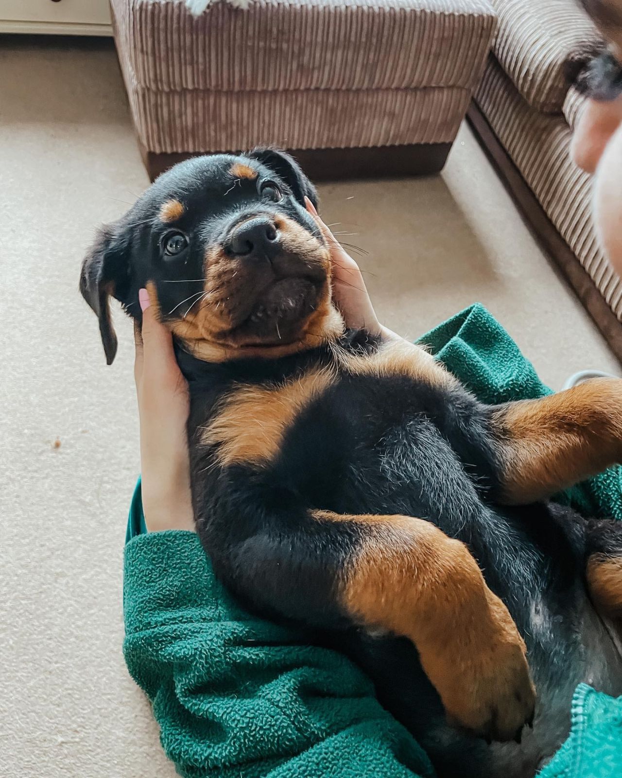 Zoe, a Bastion House Rottweiler puppy