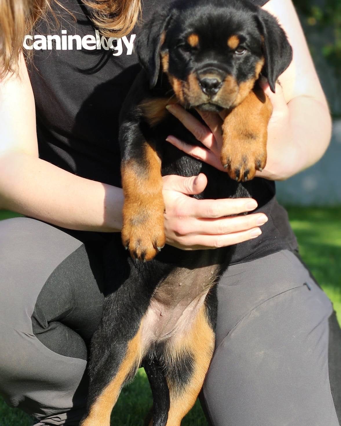 Stelcy, a Bastion House Rottweiler puppy