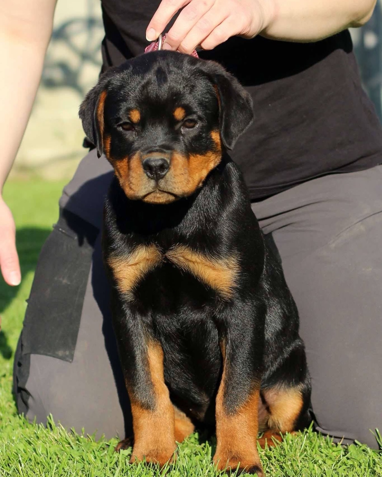 Stelcy, a Bastion House Rottweiler puppy