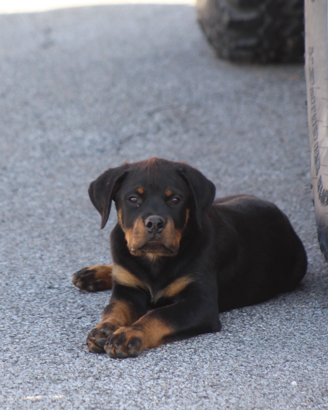 Lucie, a Bastion House Rottweiler puppy