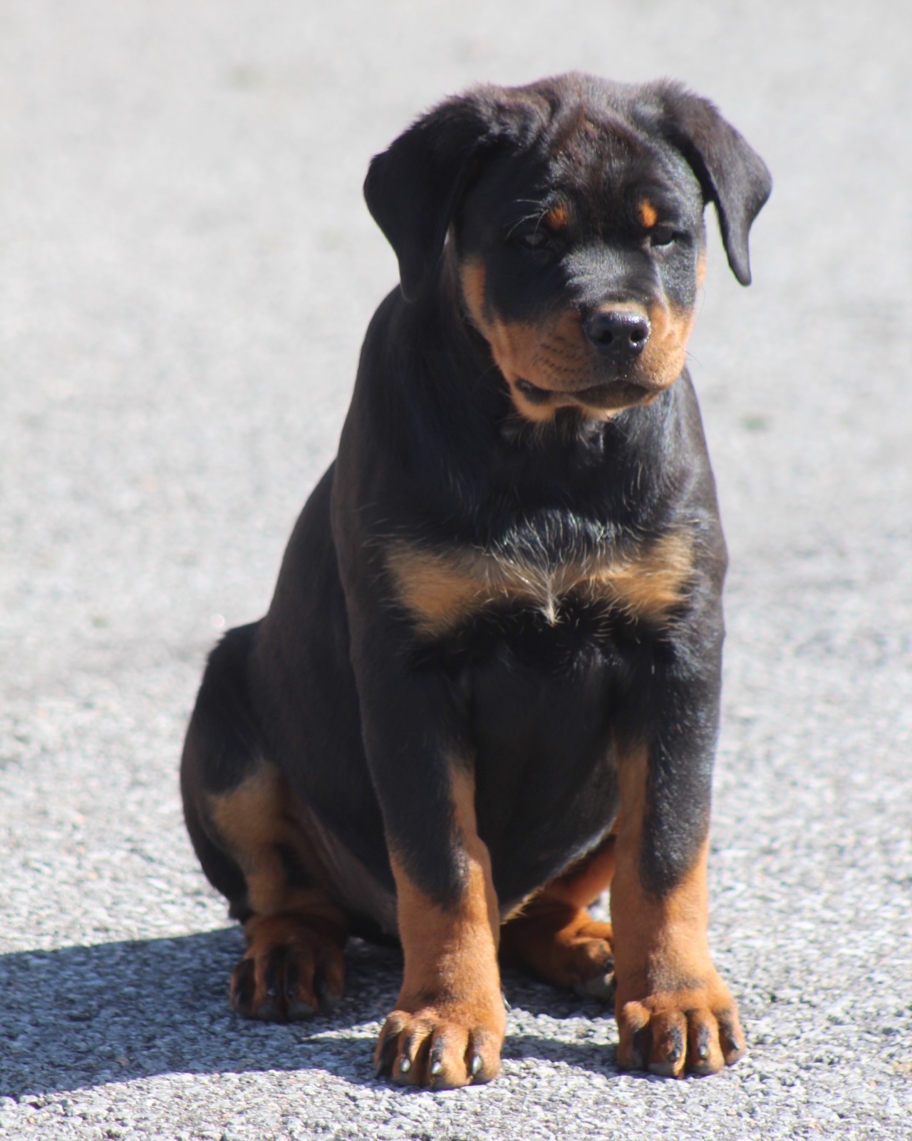 Lucie, a Bastion House Rottweiler puppy