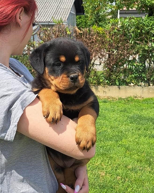 Drake, a Bastion House Rottweiler puppy