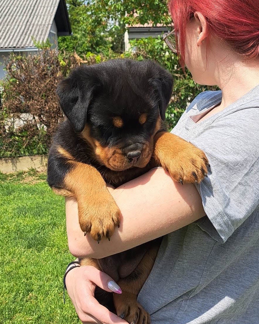 Drake, a Bastion House Rottweiler puppy