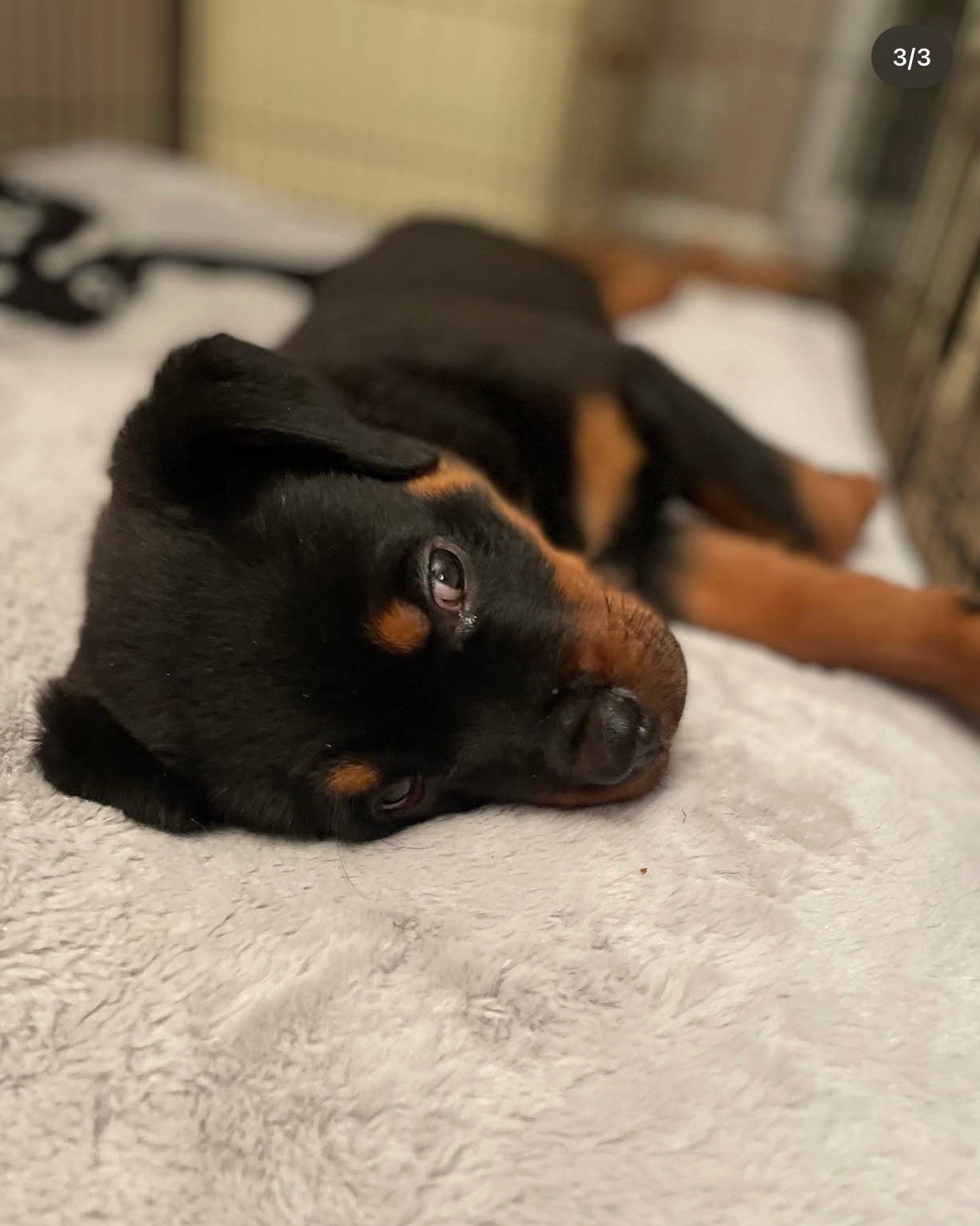 Macy, a Bastion House Rottweiler puppy