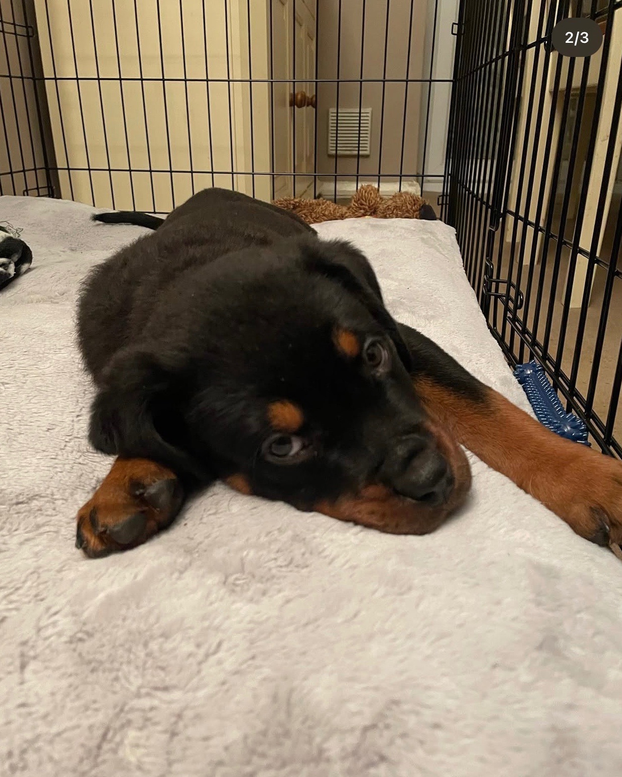 Macy, a Bastion House Rottweiler puppy