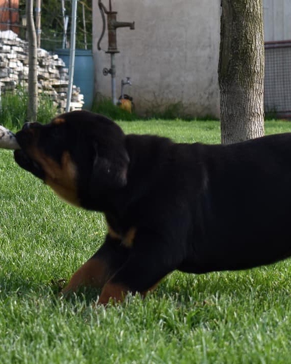 Ace, a Bastion House Rottweiler puppy