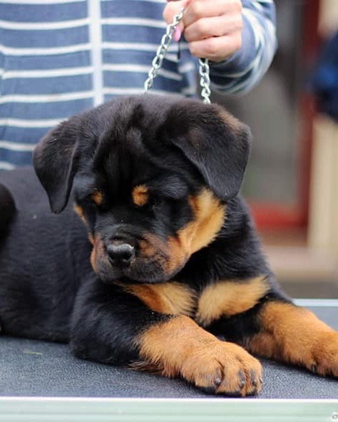 Ace, a Bastion House Rottweiler puppy