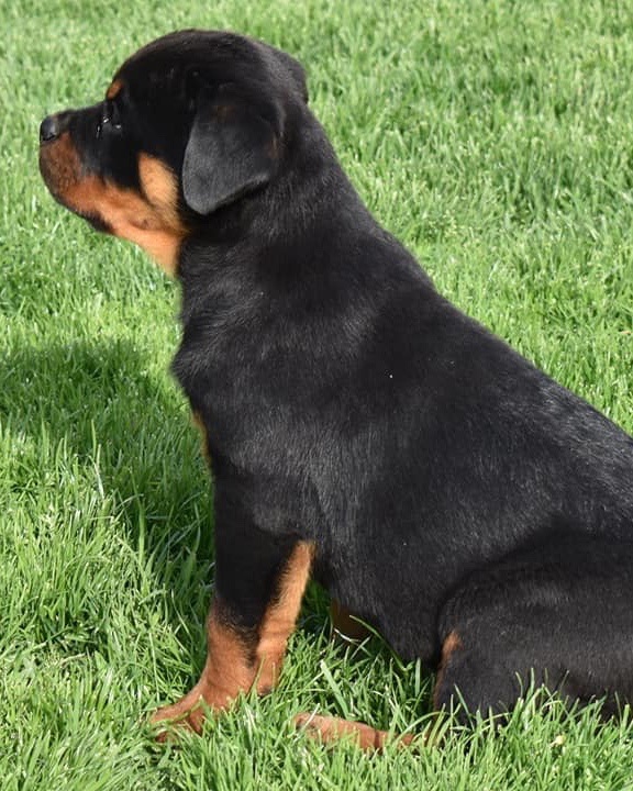 Areon, a Bastion House Rottweiler puppy