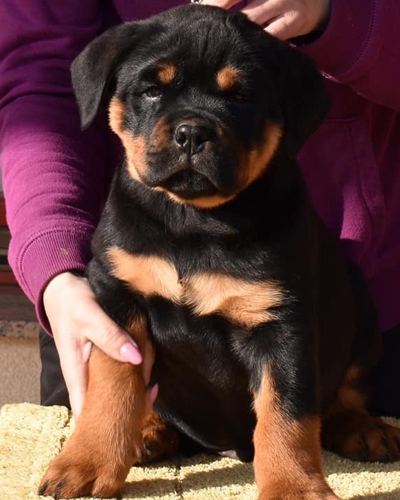 Areon, a Bastion House Rottweiler puppy